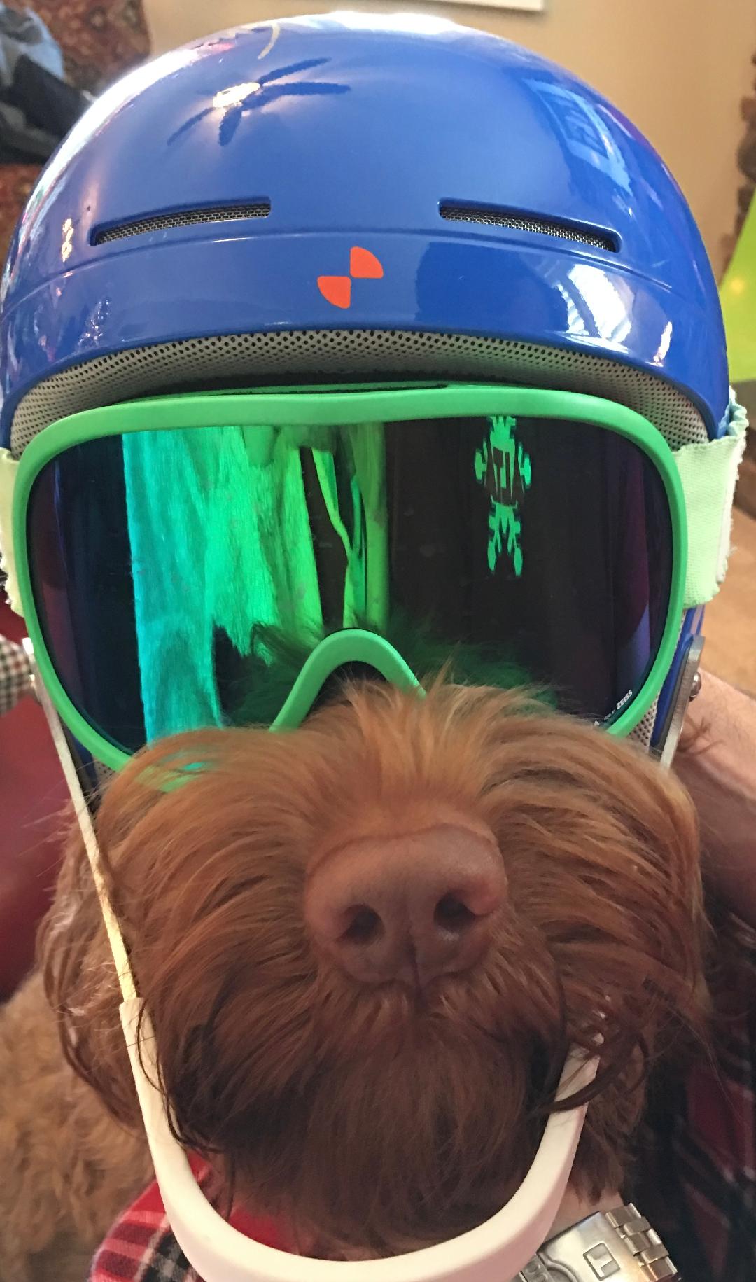 Ski Dog Ski Dog