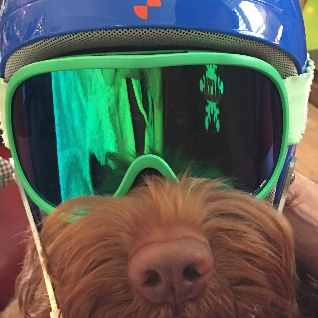 Ski Dog